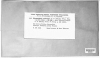 Phragmidium violaceum image